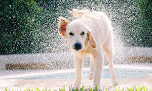 Otite chez le chien: symptômes et soins